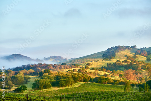 Vineyards in California  USA