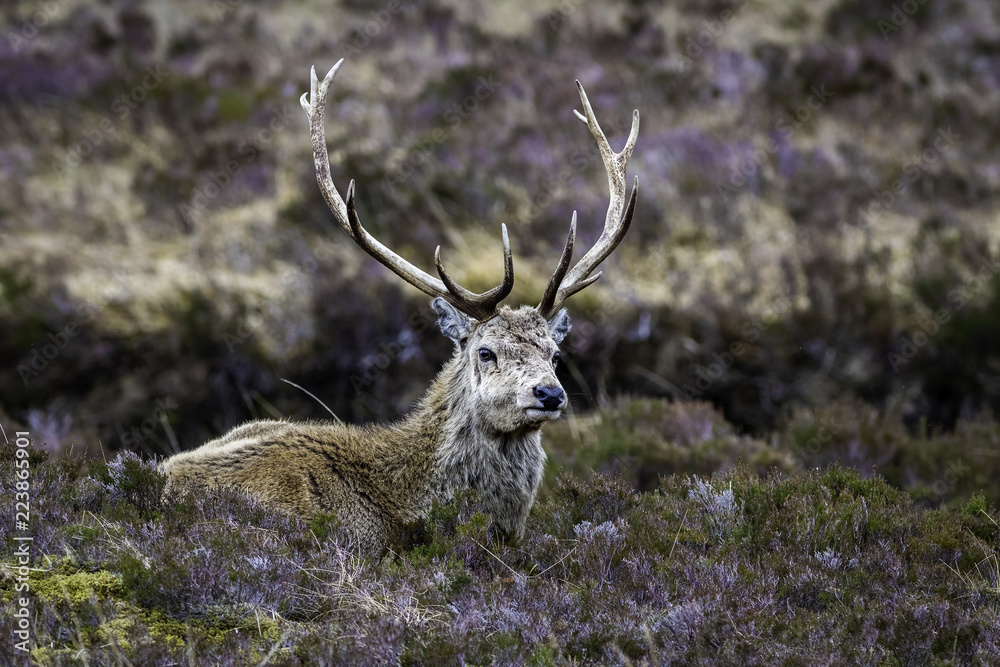 Fototapeta Majestic Red Deer w domu w szkockim wrzosowisku