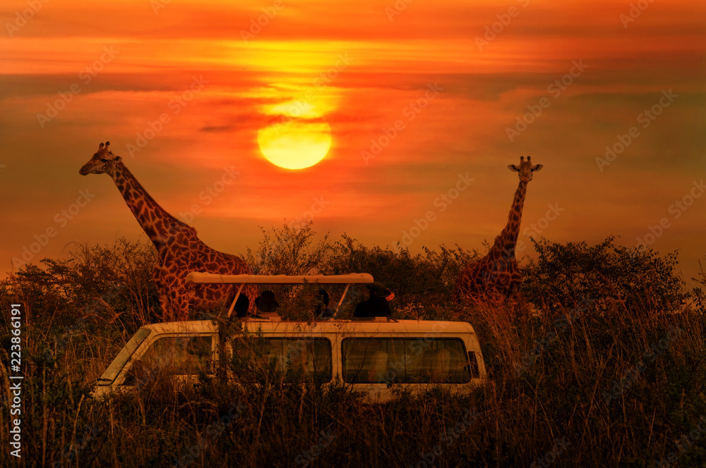 Fototapeta premium Dzikie żyrafy na sawannie