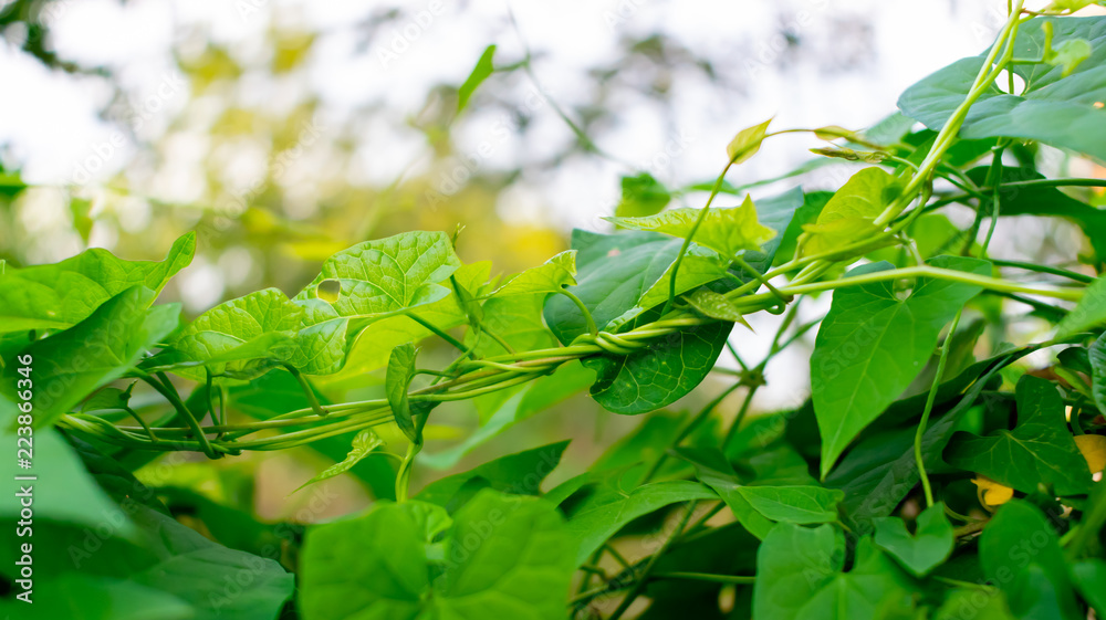 Leaves of fresh green ivy. Green ivy tree leaves on background green. Close-up. Leaves of fresh green ivy. Green ivy tree leaves on background green. Close-up.