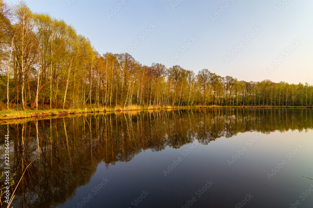 Birch forest by the water in autumn.