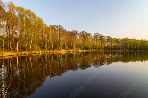 Birch forest by the water in autumn.
