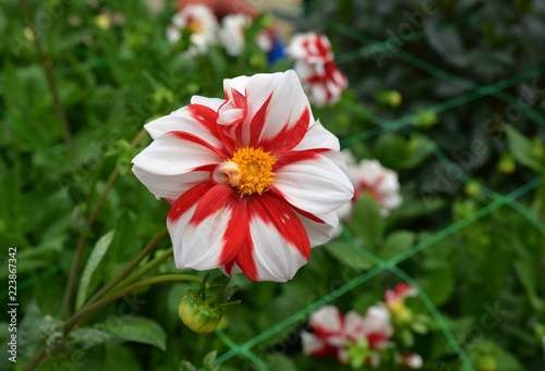 Fototapeta Naklejka Na Ścianę i Meble -  Dahlia rouge et blanc