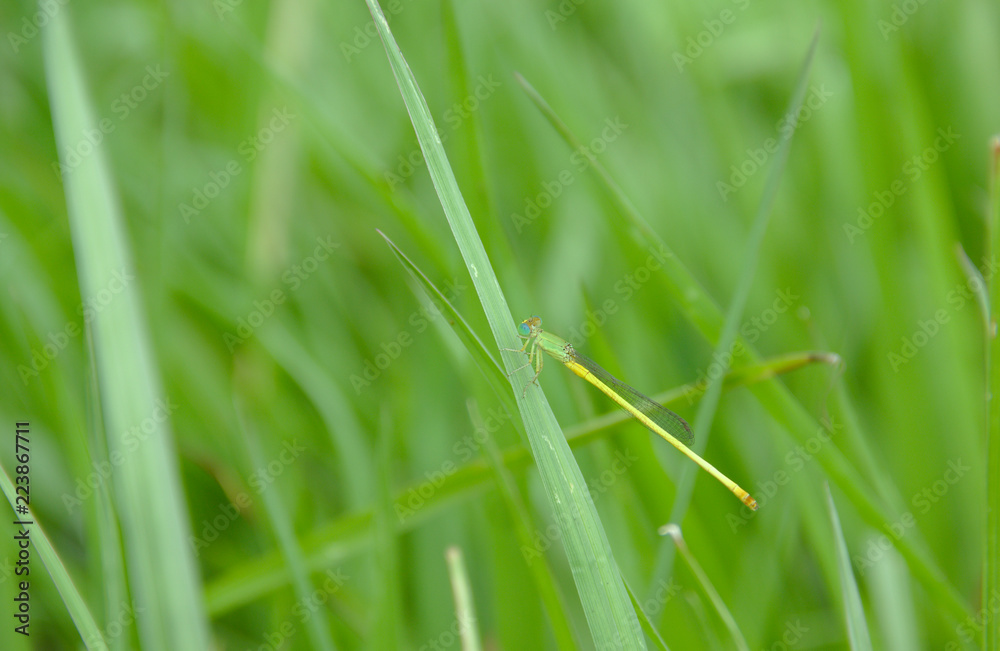 Damselfly (Agriocnemis) perched on the green grass in a meadow on a natural background blur. Damselfly (Agriocnemis) perched on the green grass in a meadow on a natural background blur.