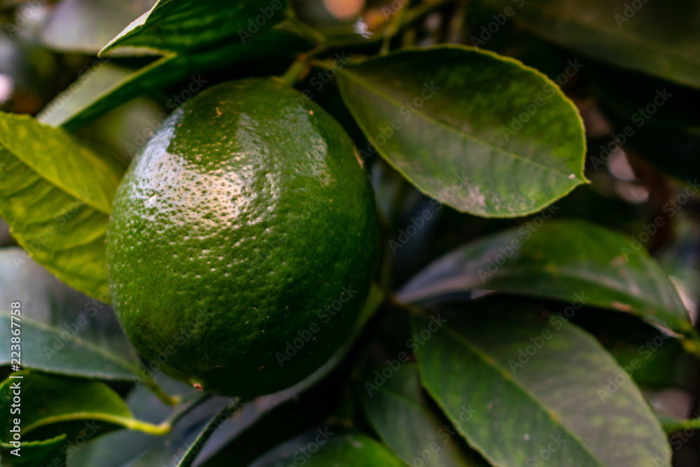 Lemons grow on a branch in a garden close up.
Close up green color organic lemon citrus fruit on tree