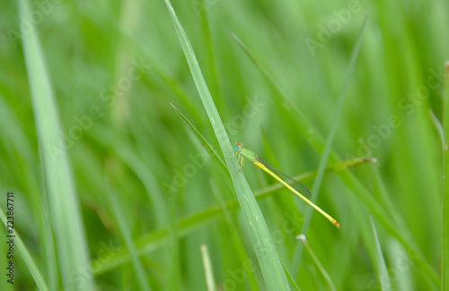 Damselfly (Agriocnemis) perched on the green grass in a meadow on a natural background blur. photo