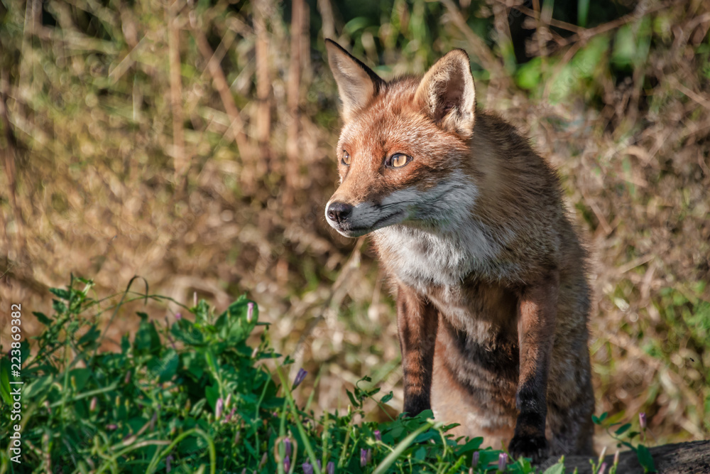 A half portrait of a red fox. It is standing on its back legs with its front paws on a log. It has an inquisitive wary look