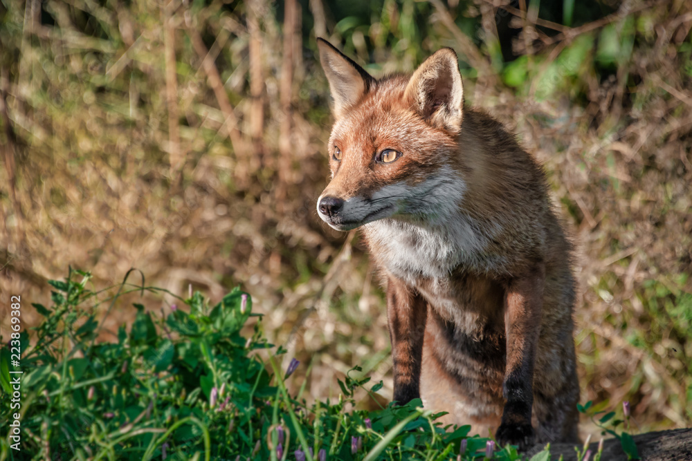 A half portrait of a red fox. It is standing on its back legs with its front paws on a log. It has an inquisitive wary look A half portrait of a red fox. It is standing on its back legs with its front paws on a log. It has an inquisitive wary look