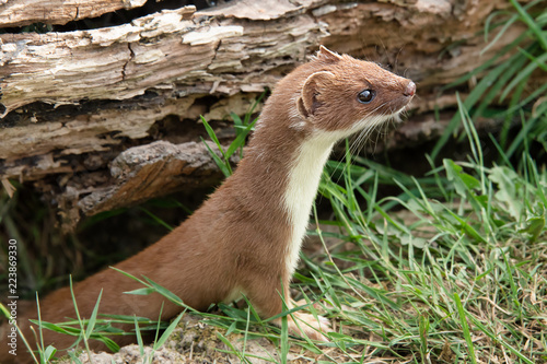 A closeup of a stoat weasel coming out from under an old log. Cautiously looking alert and to the right inquisitive manner