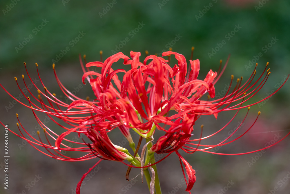 A cluster amaryllis of Murakami Green Space Park in Yachiyo City, Chiba Prefecture, Japan A cluster amaryllis of Murakami Green Space Park in Yachiyo City, Chiba Prefecture, Japan