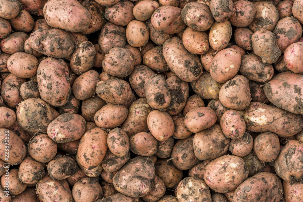 Dirty potato tubers with earth background texture Dirty potato tubers with earth background texture