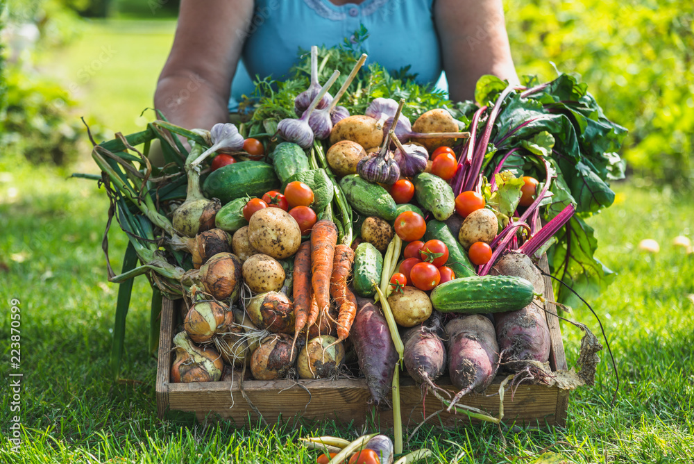Farmer with vegetables in the box, farm fresh vegetable harvest or garden produce. Organic farming concept.