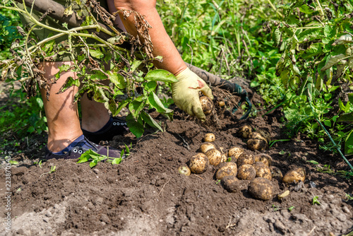 Organic farming. Fresh potato harvest on field. Farmer digging potatoes from the ground.