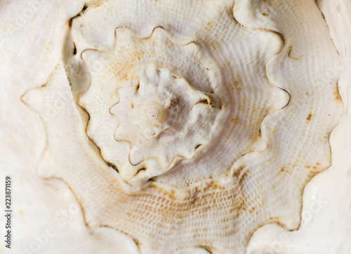Close-up white seashell wavy texture. sea shell surface background