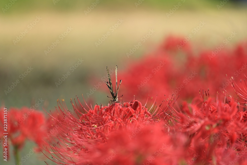 赤い彼岸花と蜜を吸っている蝶 赤い彼岸花と蜜を吸っている蝶
