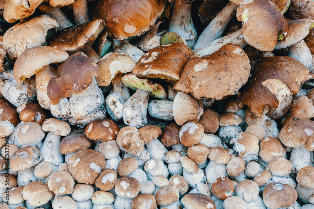 background from collected mushrooms boletus in pile background from collected mushrooms boletus in pile