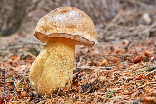 Tylopilus felleus in the natural environment.
