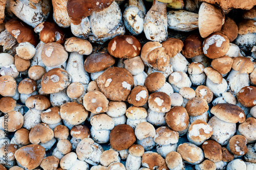 background from collected mushrooms boletus in pile