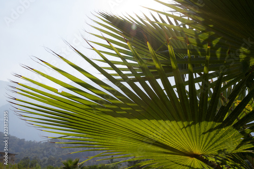 Background mountains and palm leaves close-up.