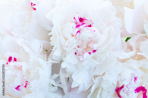 Fresh white peony flowers petals natural floral macro background
