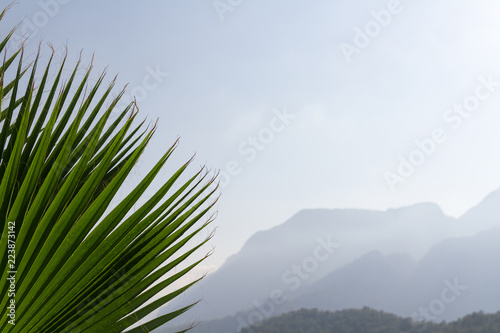 Background mountains and palm leaves close-up.