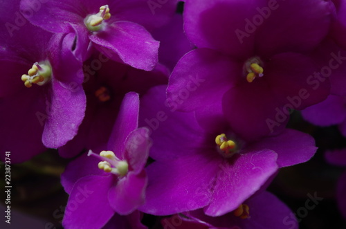 closeup of saintpaulia's flowers