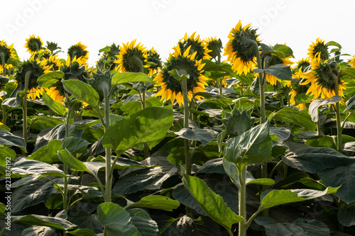 Fototapeta Naklejka Na Ścianę i Meble -  Backside of Sunflowers Field