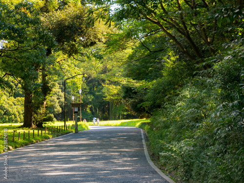 Photography Yoyogi park in Tokyo is a famous place to relax and rest