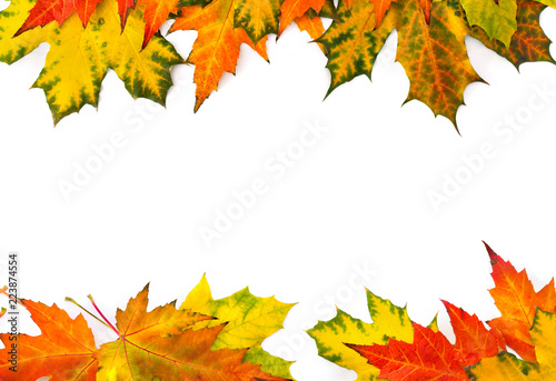 Yellow and orange beautiful autumnal maple leaves on a white background with space for text. Top view, flat lay