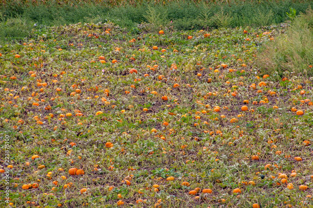 Pumpkins growing in a field in the USA