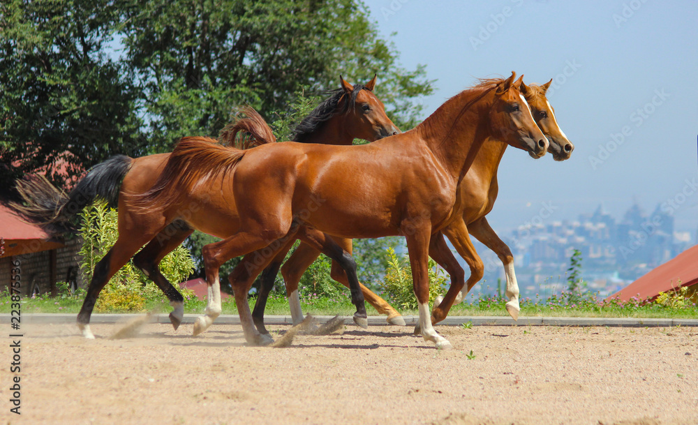 Young stallions of purebred Arabian breed run together against the background of the city Young stallions of purebred Arabian breed run together against the background of the city