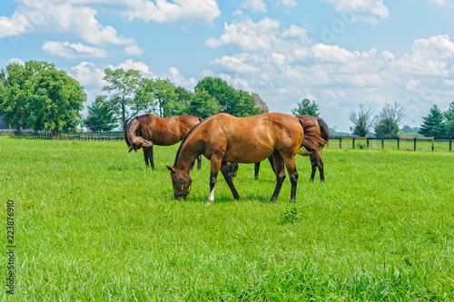 Kentucky Thoroughbred Horses
