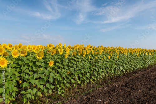 Fototapeta Naklejka Na Ścianę i Meble -  Sunflowers Field amd Blue Sky