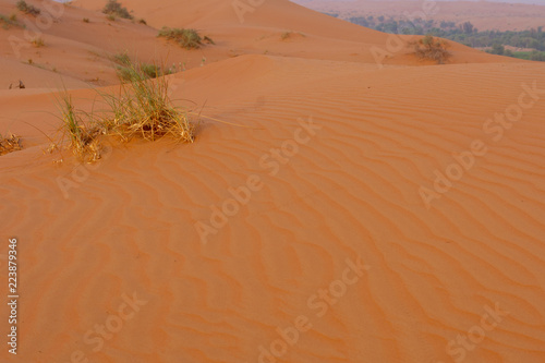 Desert at sunrise brings out bold burnt orange colored sand and highlighted flora and fauna.