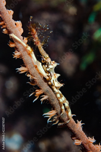 Xenocarcinus tuberculatus photo