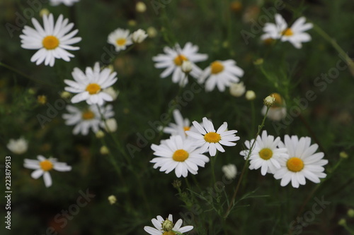 Chamomile field of flowers. Alternative medicine  Spring Daisies Flower. Nature scene with blooming medical wild chamomile. Natural blurry background.