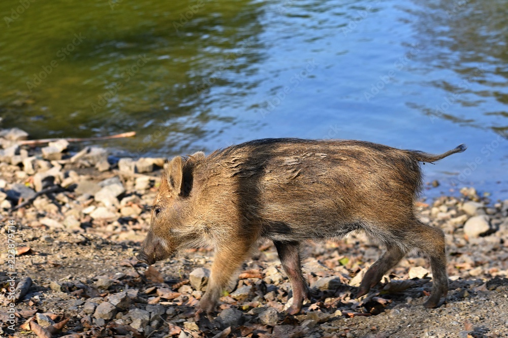 Beautiful little pigs wild in nature. Wild boar. Animal in the forest. Cute young. Beautiful little pigs wild in nature. Wild boar. Animal in the forest. Cute young.