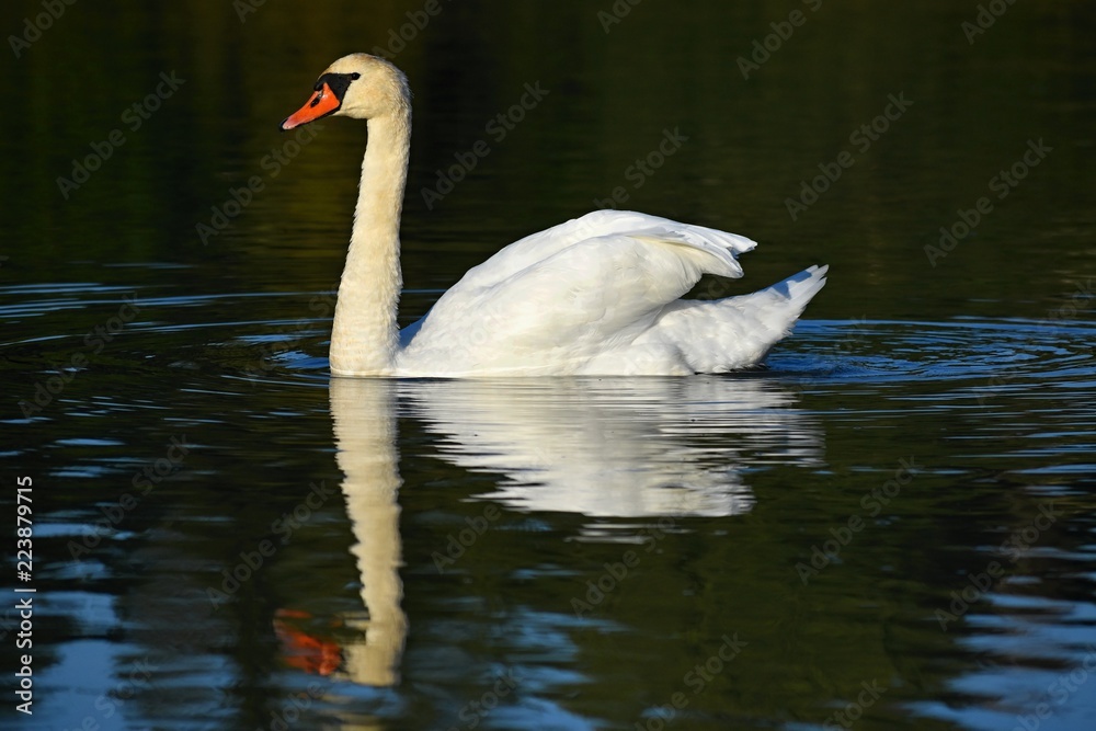 Fototapeta premium Beautifully young swan (Cygnus olor)