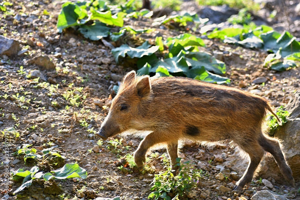 Beautiful little pigs wild in nature. Wild boar. Animal in the forest. Cute young. Beautiful little pigs wild in nature. Wild boar. Animal in the forest. Cute young.
