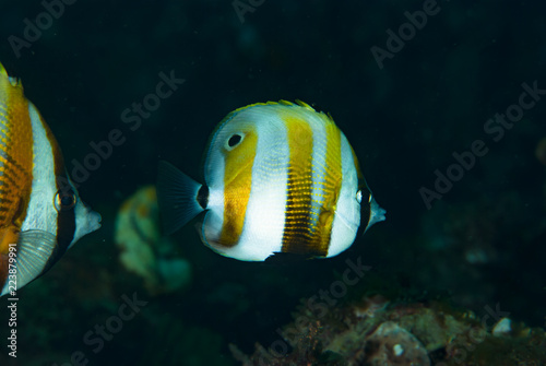 Orange-Banded Coralfish Coradion chrysozonus
