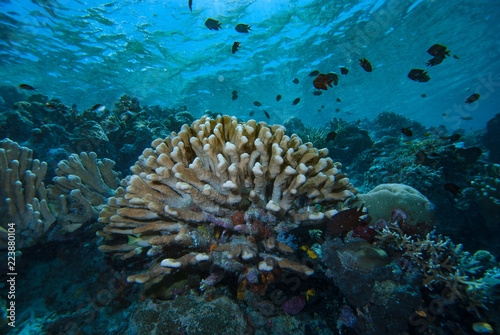 Acropora Coral © Francesco