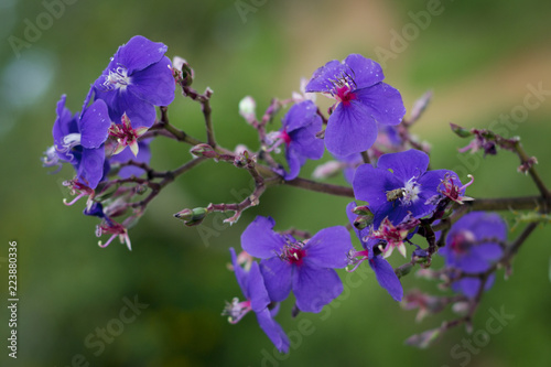flor morada 2