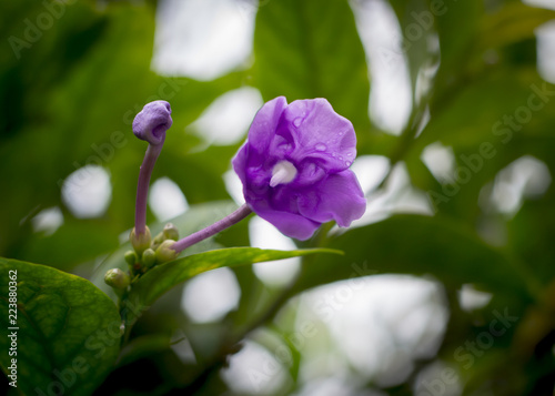 flor y retoño