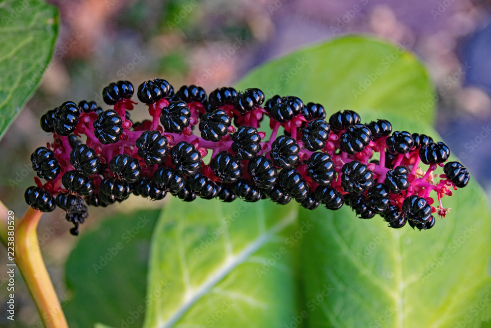 Blüte der Indischen Kermesbeere (Phytolacca acinosa)