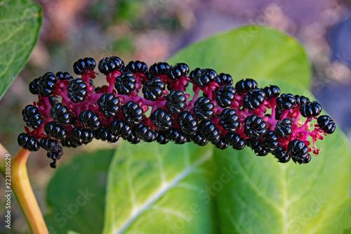 Obraz na płótnie Blüte der Indischen Kermesbeere (Phytolacca acinosa) w salonie