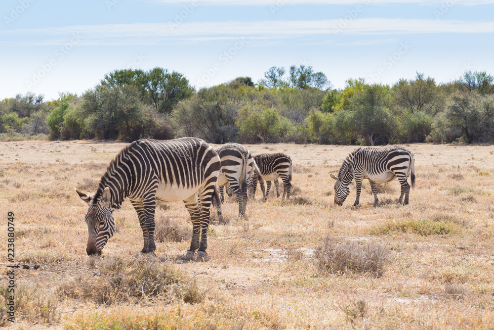 Fototapeta premium Cape mountain zebra, South Africa