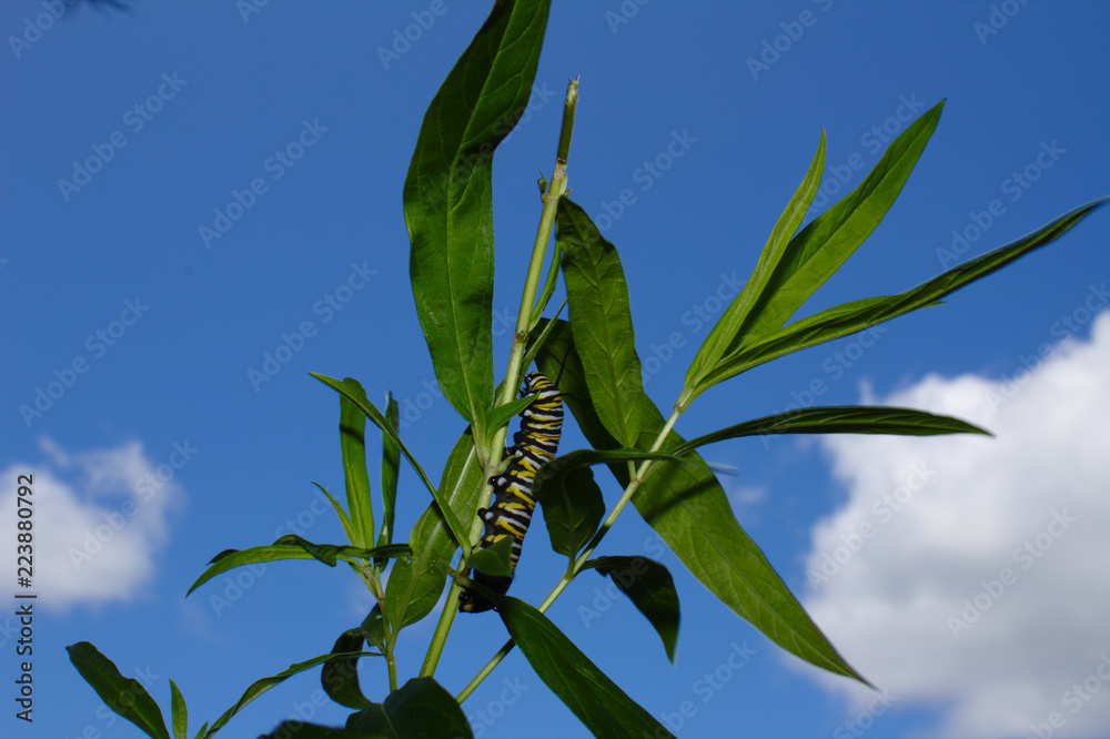Striped Monarch Butterfly Caterpillar Crawling Across Swap Milkweed Stem Against Bright Blue Summer Sky With White Clouds
