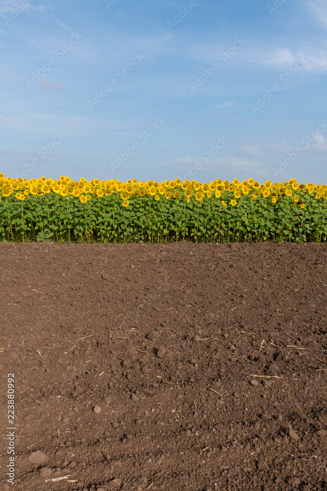 Fototapeta premium Edge of Sunflowers Field