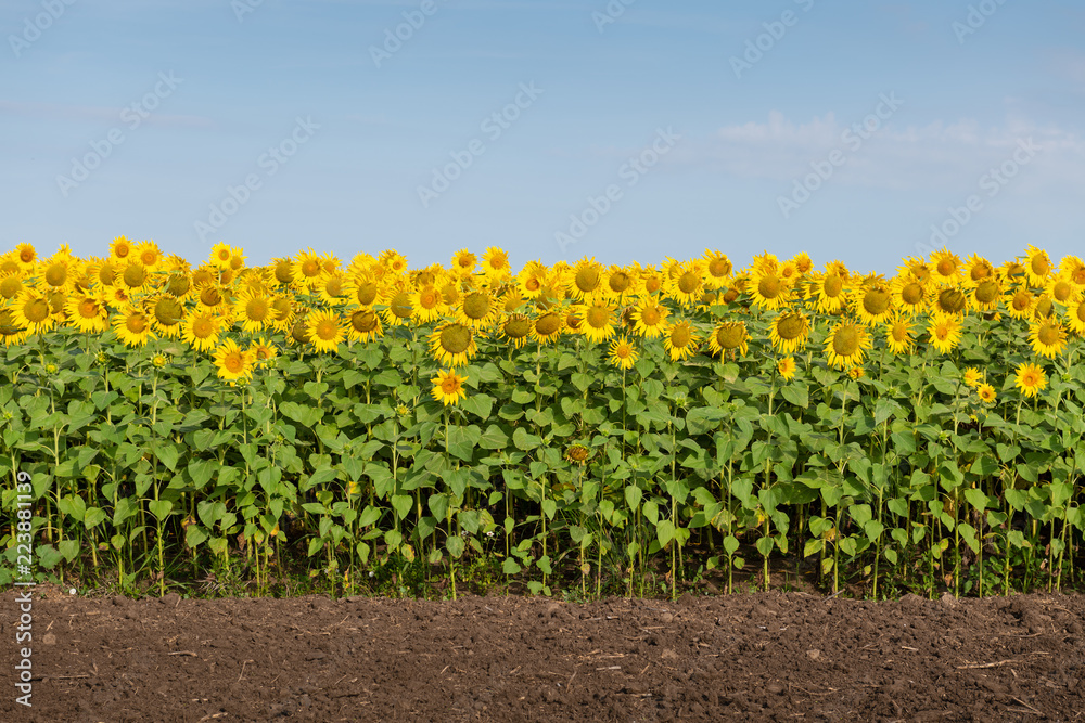 Naklejka premium Edge of Sunflowers Field