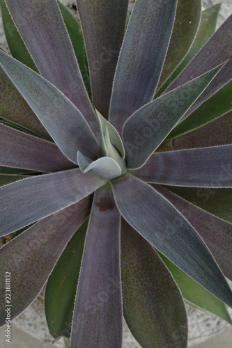 Overhead View Of Spiky Succulent Desert Plant With Deep Blue Purple And Green Leaf Texture Pattern In Muted Colors Stock Photo Adobe Stock